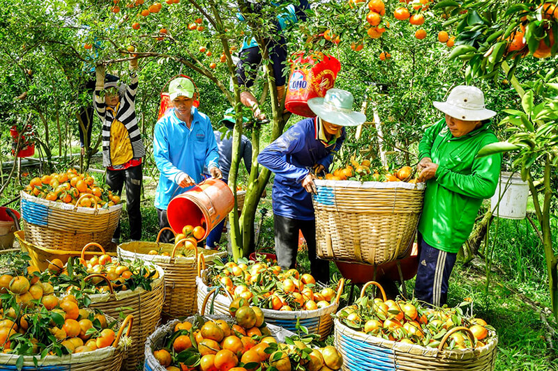 Chất lượng tour miền tây nam bộ tuyệt vời
