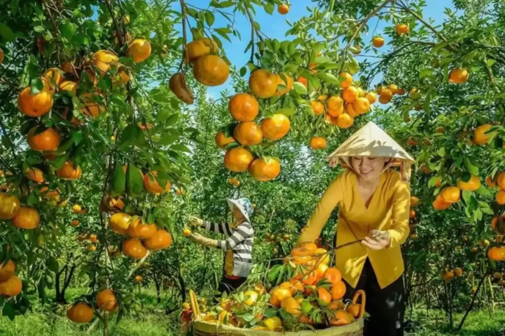 Du Lịch Miền Tây – Top 30+ Chương Trình Tour Miền Tây Nam Bộ