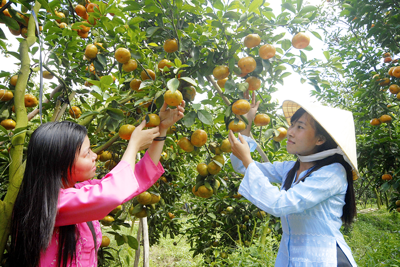 Trải nghiệm miệt vườn du lịch Tây Nam Bộ