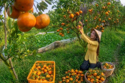 Vườn quýt hồng theo mùa - Tour du lịch miền tây 1 ngày