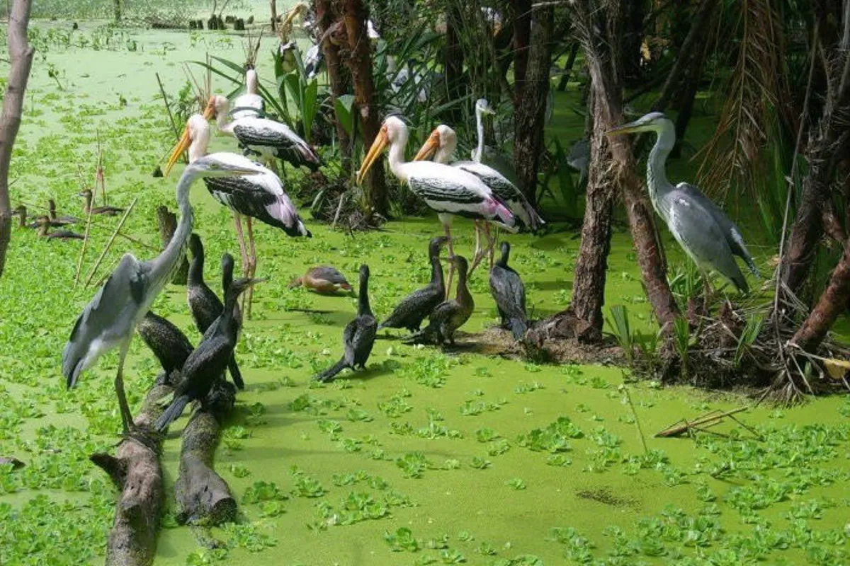 Kinh nghiệm du lịch cà mau