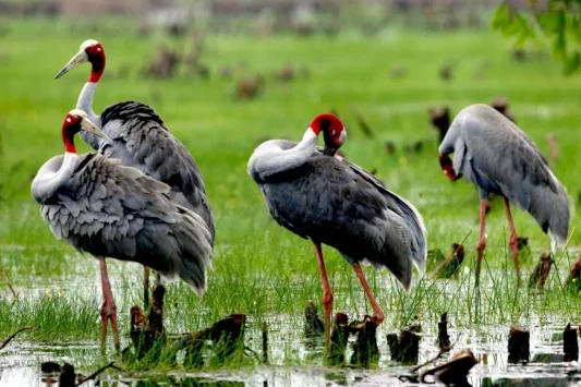 Tour Miền Tây 2 Ngày 1 Đêm: Đồng Tháp - Tràm Chim - Mỹ Phước Thành - Xẻo Quýt
